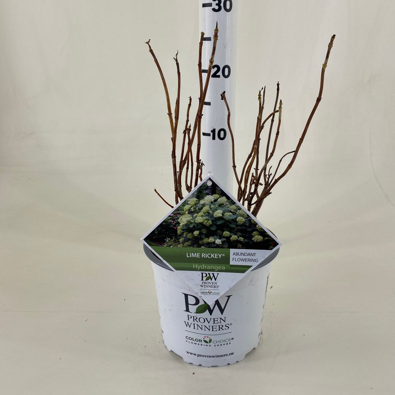 Hortensia – Hydrangea aspera 'Macrophylla' - C3 25-30 CM